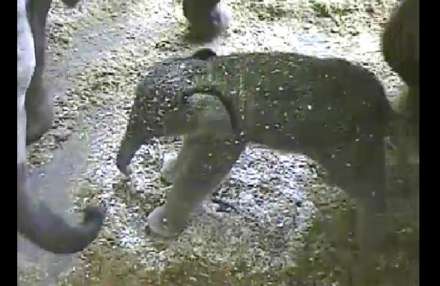 Baby Olifant foto