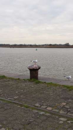 Blauwe Steen aan de Schelde
