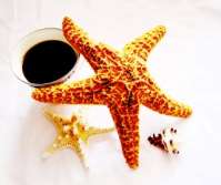 Starfish & Coffee
