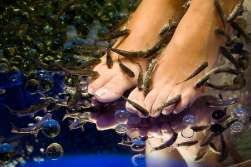 Dr. Fish behandeling