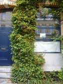 De Klimhortensia als bouwsteen voor je geveltuin