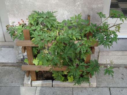 Geveltuin Soort van het jaar 2012
