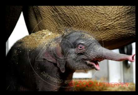 Kai Mook is naam van baby olifant