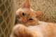 Kat
