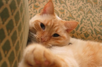 Kat