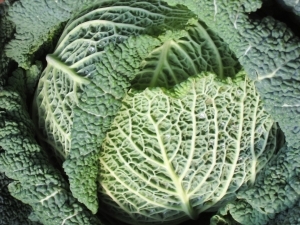 Moestuin Linkeroever