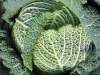 Moestuin Linkeroever