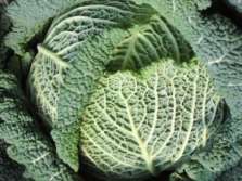 Moestuin Linkeroever