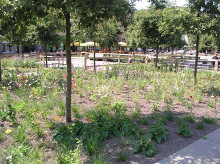 Prairietuin Theaterplein juli 2012