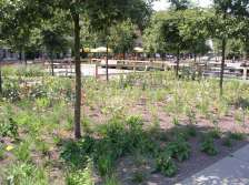 Prairietuin Theaterplein juli 2012