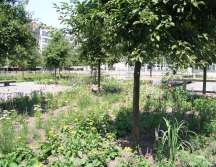 Prairietuin Theaterplein staat in bloei