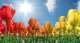 Tulpen plukken