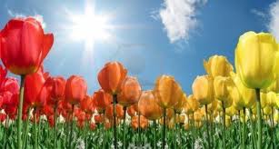 Tulpen plukken