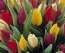 Tulpen in district Berendrecht Lillo Zandvliet