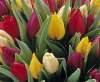 Tulpen in district Berendrecht Lillo Zandvliet